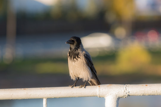 Portrait of a crow