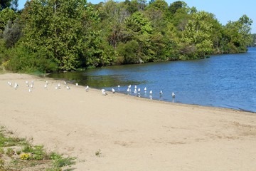 The flock of gulls on the beach at the lake on a sunny day.