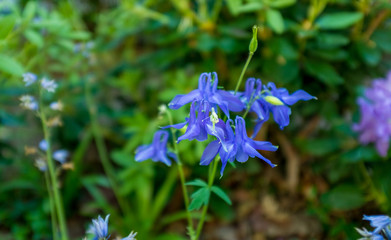blue spring flowers in the garden