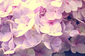 Close up of Hydrangea flowers (Hydrangea macrophylla) as floral background