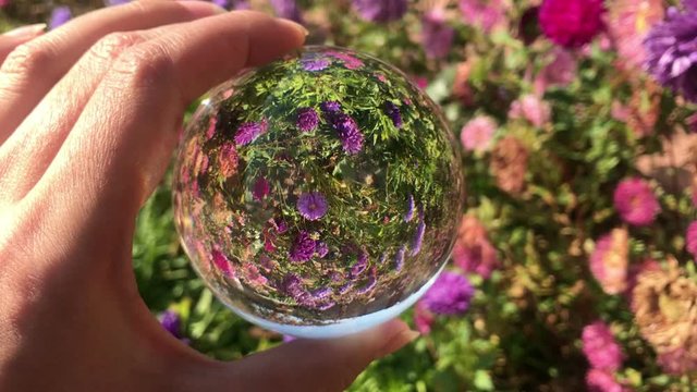 female hand holding magic crystall ball over beautiful nature landscape purple aster flowers field