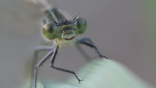 Kopf einer Libelle frontal, mehrere Einstellungen