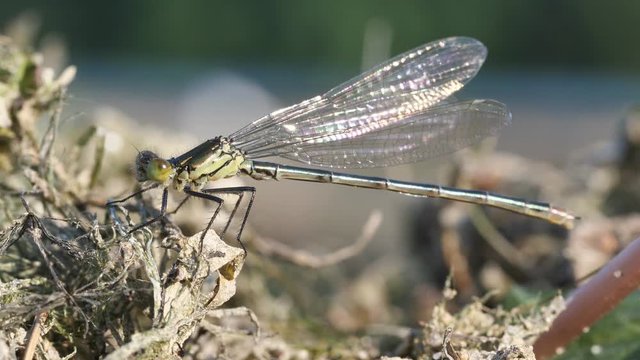 Kleinlibelle von der Seite, mehrere Einstellungen: ganzes Tier und Kopf