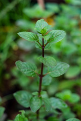 Fototapeta na wymiar Chocomint herb in a garden area. Close up. Copy space. 