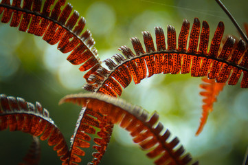 Fern leaves turning red as Autumn Season approaches
