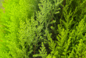 Close up of green cypress leaves showing freshness and texture