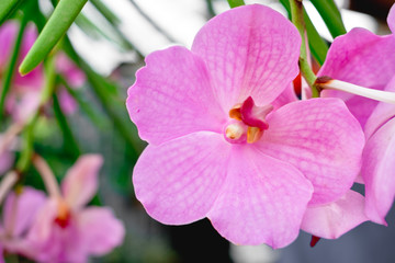 Close up of orchid flower in full bloom. Copy space. Selected focus. Portrait orientation.