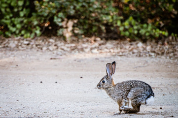 Small wild brown rabbit on a path with back legs ready to run
