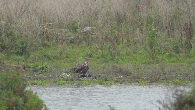 White-tailed eagle or Sea Eagle eating from a great cormorant prey at the shore of a lake in the Oostvaardersplassen in Flevoland, The Netherlands