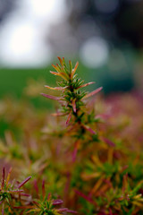 beautiful autumn colors in the garden