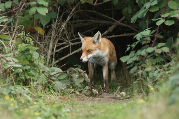 A beautiful hunting wild Red Fox, Vulpes vulpes, emerging from the undergrowth.	