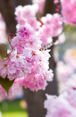 Pink Cherry flower in a tree. Close up