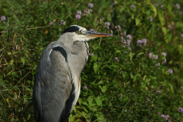 A head shot of a Grey Heron, Ardea cinerea, sitting on the bank of a lake in the UK.	
