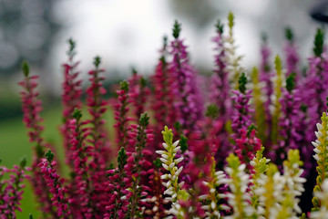 beautiful pink and white heather in the garden