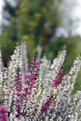 Obraz premium beautiful pink and white heather in the garden