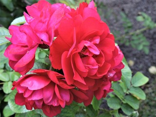 pink rose in the garden