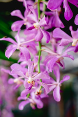 Fototapeta na wymiar Close up of hanging voilet Vanda orchid flowers in full bloom. Copy space. Selected focus. Portrait orientation.