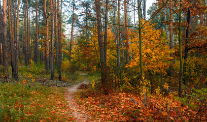 Fototapeta premium Forest. Good autumn weather for a walk in nature. Autumn colors attract attention.