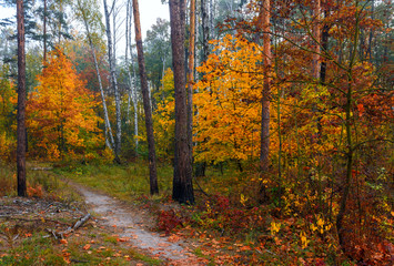 Forest. Good autumn weather for a walk in nature. Autumn colors attract attention.