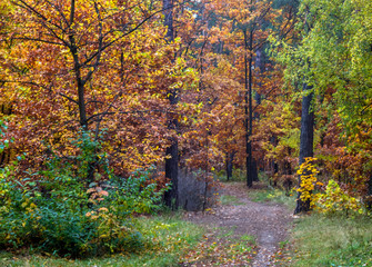 Forest. Good autumn weather for a walk in nature. Autumn colors attract attention.