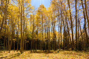 Beautiful Autumn Color in the San Juan Mountains of Colorado.
