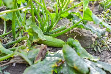 A ripe green zucchini lies on the ground under a bush in the household.