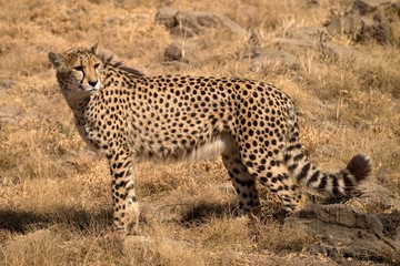 Cheetah in South Africa's bushland