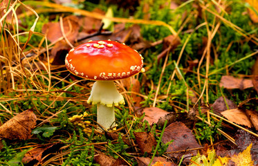 Fliegenpilz zwischen Laub und Moos