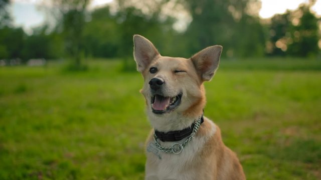 Portrait of a red mongrel smiling quiet dog in the park. The dog is sitting quietly with its mouth open. It looks like puppy is smiling and winking at the camera. Slow motion