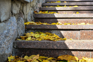 Beautiful autumn yellow leaves on the trees. The magic of autumn colors.