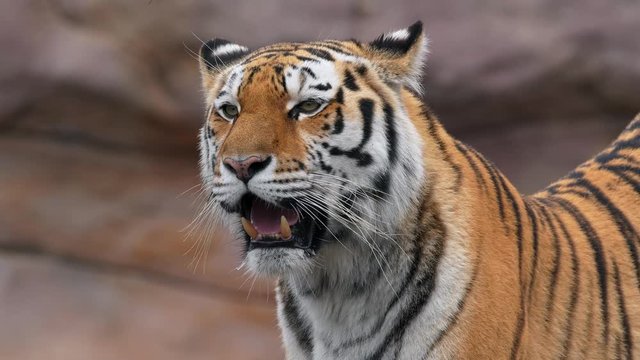Siberian tiger (Panthera tigris altaica) tigress portrait