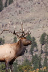 Naklejka na ściany i meble Bull Elk in Autumn in Colorado