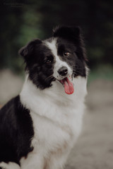 Border Collies like as bunny in the dark forest