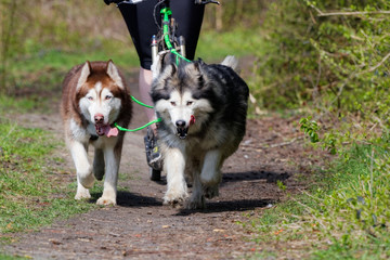 Chien de traîneau en course