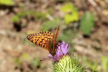 Papillon petite violette