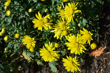 Beautiful autumn chrysanthemum flowers. Park, nature.