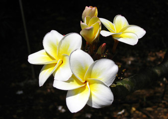 Fototapeta na wymiar White Yellow Plumeria_1595