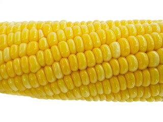 corn isolated on white background