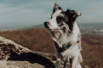 Border Collies like as bunny in the dark forest