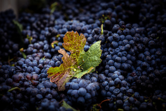 Harvest of Pinot Noir grapes