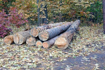  pile of pine logs in the forest cuttings