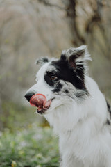 Border Collies like as bunny in the dark forest