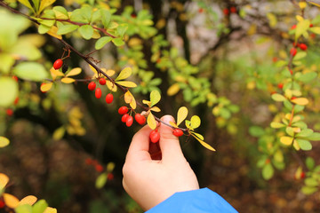 child touches the branches of barberry with red berries on a beautiful autumn background of...