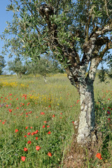 Fototapeta na wymiar Olivenbäume in einer Wiese