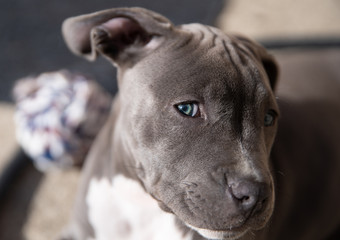 puppy is keeping an eye on you