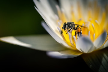 macro closeup of bee in a yellow flower