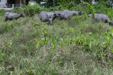 Many buffalo walking in the grass And the body is sloppy with mud