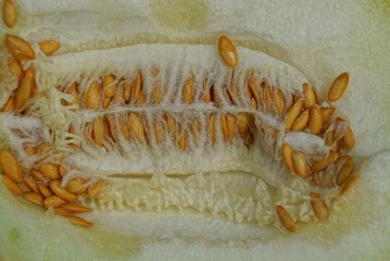 natural texture of a piece of fresh melon with brown seeds
