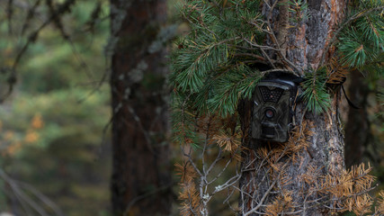 Photo traps in forests, Camera trap with infrared light and motion detector attached with straps on...