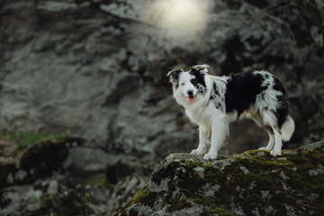Border Collies like as bunny in the dark forest